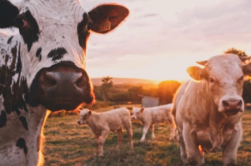 The Impact of Covid-19 on Farming and the Food Chain