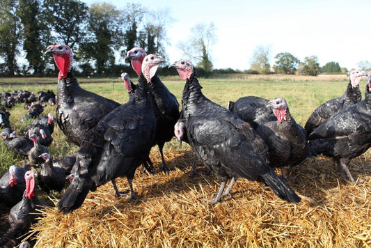 Does organic turkey taste better?