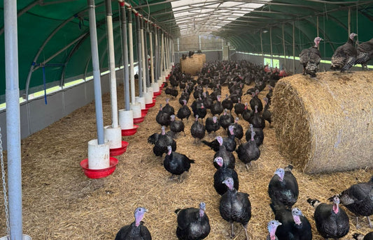 A Note on Your Christmas Turkey & New Avian Flu Measures