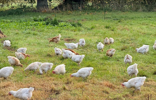 Cockerel for Christmas?