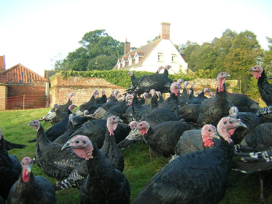 Who produces the best turkeys?