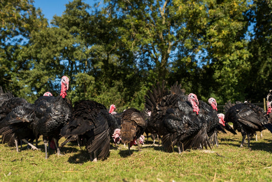 Turkey – What do the labels mean and which one is best?