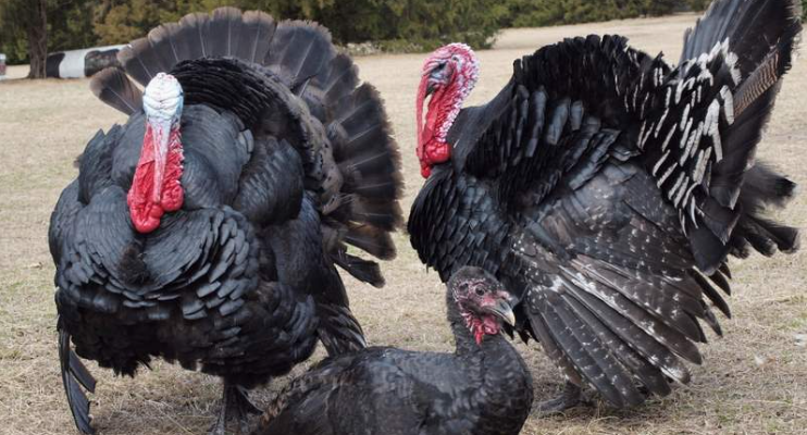 SURPRISING THINGS YOU DIDN’T KNOW THE TURKEY