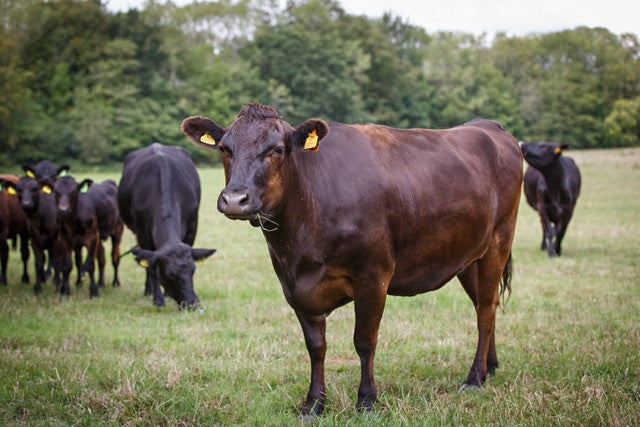 In conversation with… Bruce Paterson, Wagyu Beef Farmer at Worstead Estate