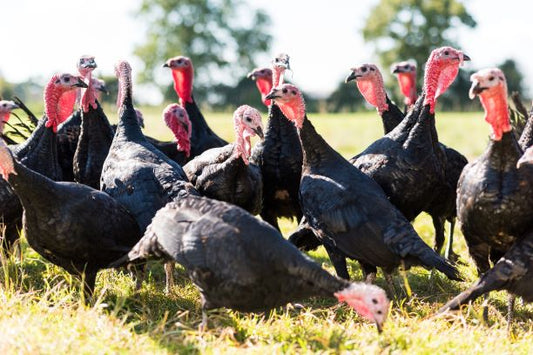 Our turkey chicks have arrived!
