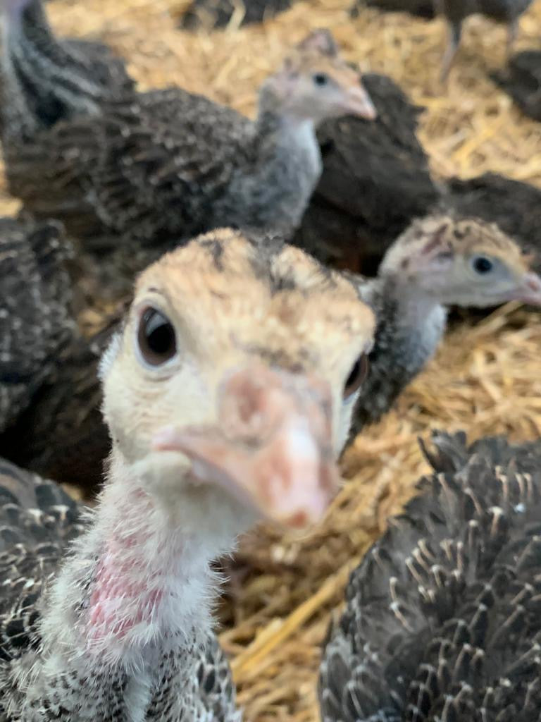 Our turkeys are now 10 weeks old!